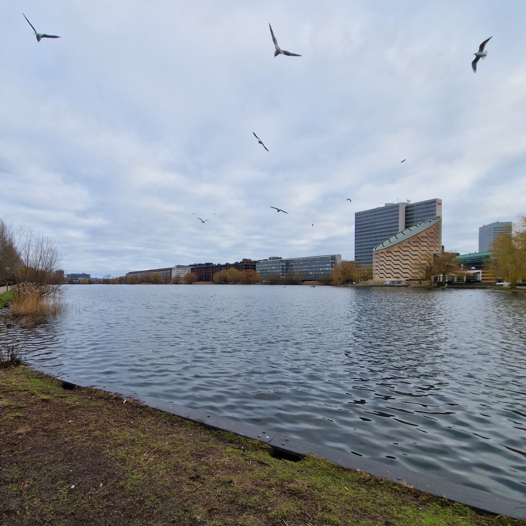 View over urban lake with seagulls flying above
